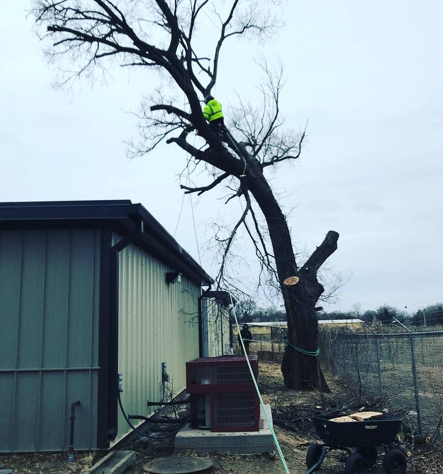A tall bare tree leaning over a green metal building, with a climber in a hi-vis shirt near the top and the lower trunk already cut.