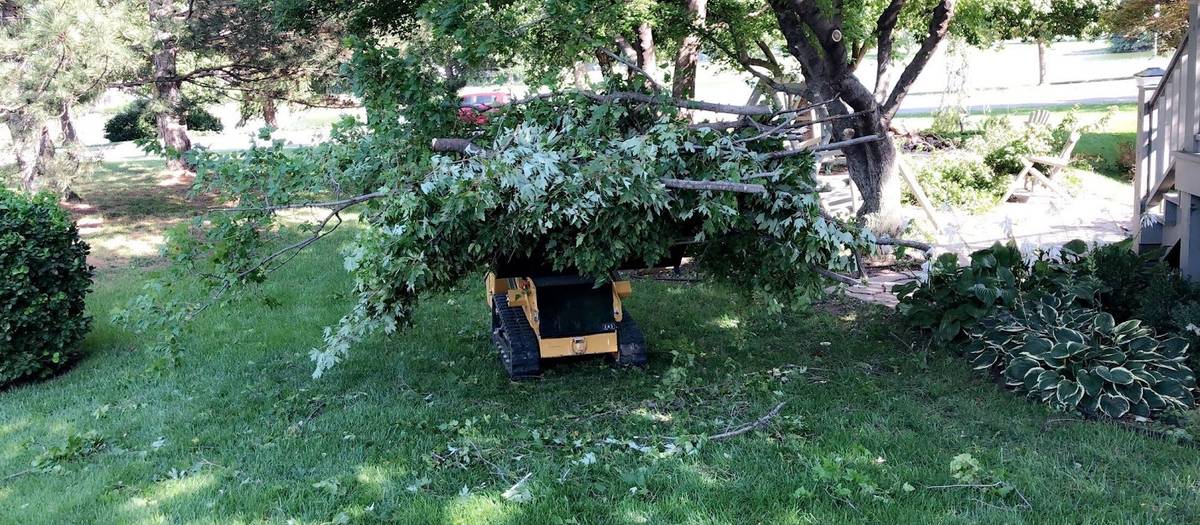 A yellow tracked mini loader on a green lawn carrying a large pile of leafy branches, with more cut limbs on the grass.